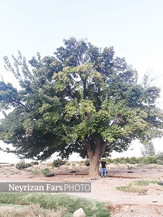 قطع درختان کهنسال توت در حاجی‌آباد نی ریز