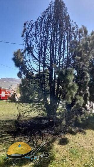 آتش گرفتن دو درخت کاج در پارک گلستان