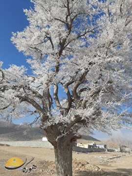 تصاویری از یخ زدن درختان در شهر مشکان