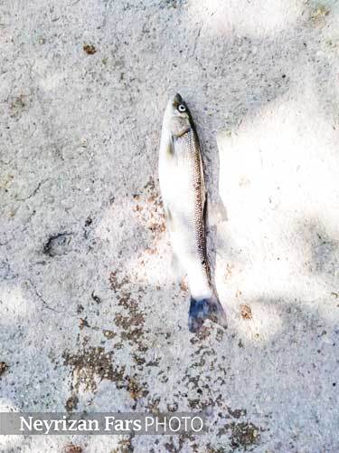 مرگ ناشناخته ماهی‌های قنات آبادزردشت