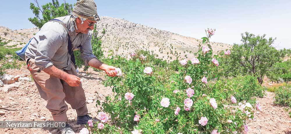 آغاز برداشت  50 تن گل&zwnj;محمدی