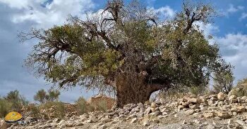 کشف بلندترین و قطورترین درخت بَنه ایران با ۲۷۰۰ سال عمر در فارس