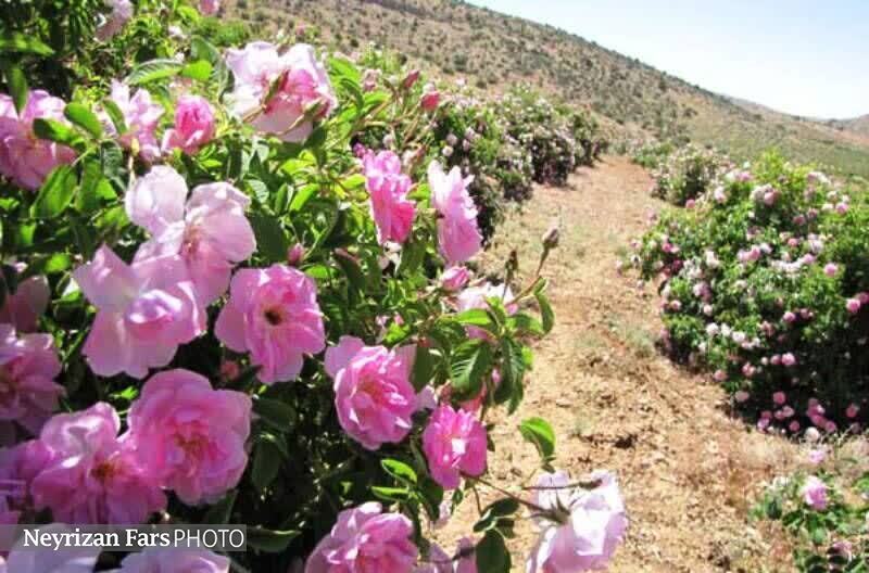 طلوع گلهای محمدی نی‌ریز