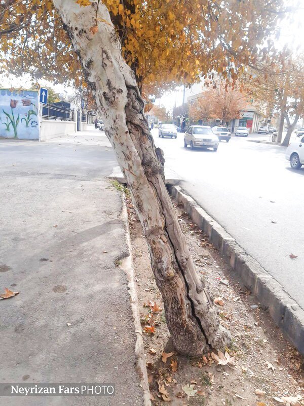 تلاش برای جلوگیریاز سقوط یک درخت