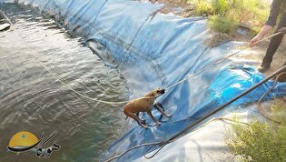 همکاری جالب سگ در نجات از استخر باغی در نی‌ریز + فیلم