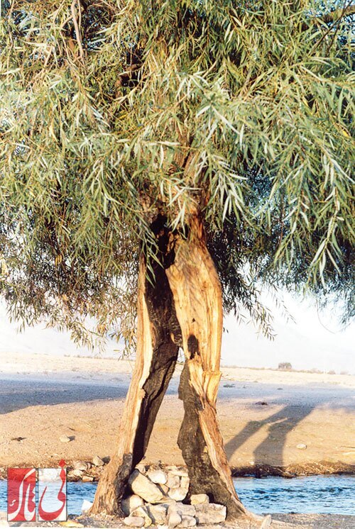 درخت بید در آسیاب شادابخت