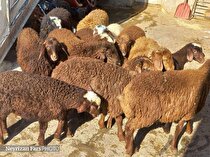 کشف 43 گوسفند قاچاق در نی‌ریز