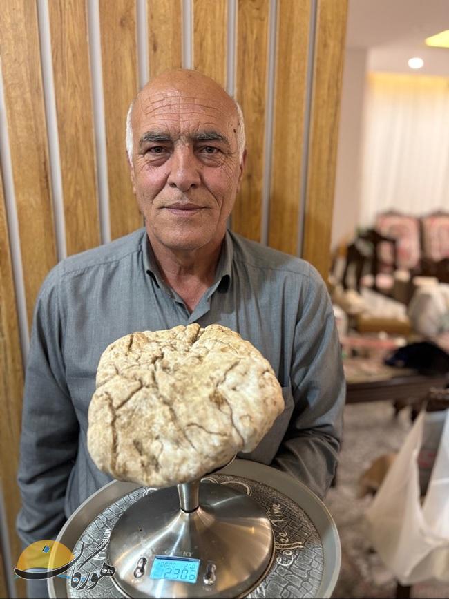 برداشت دنبل ۲.۳ کیلویی در قطرویه