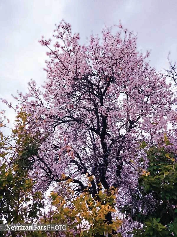 عکس: فهیمه حبیبیان