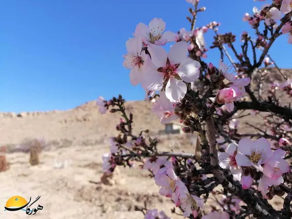 زهرا خازن/ پلنگان