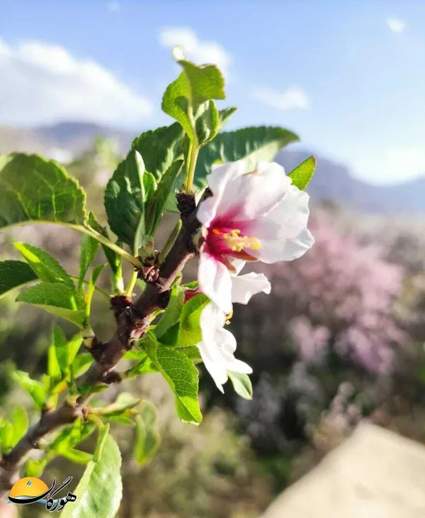 عرفان روشن