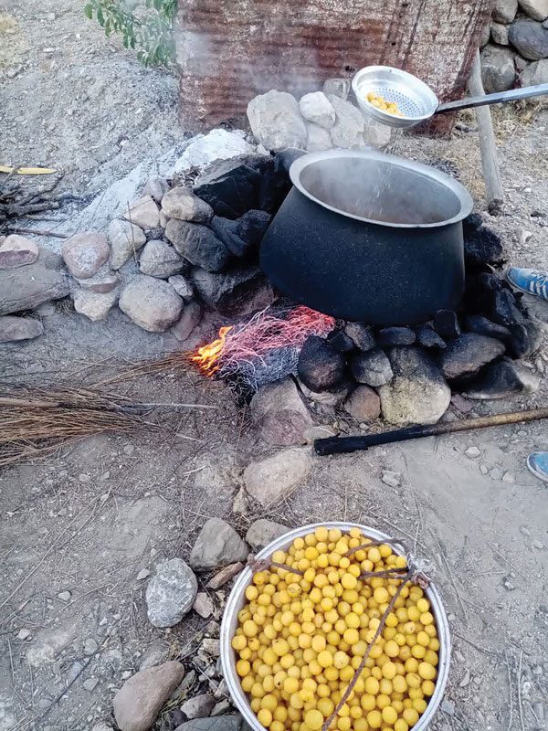 پخت آلوبخارا در مشکان