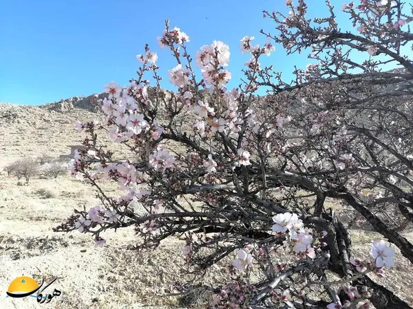 زهرا خازن/ پلنگان