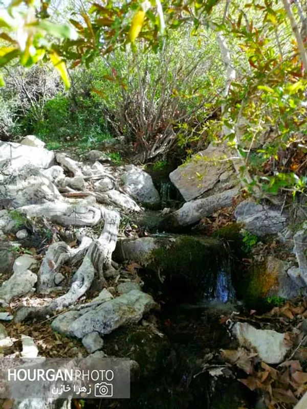 نی ریز زیبا