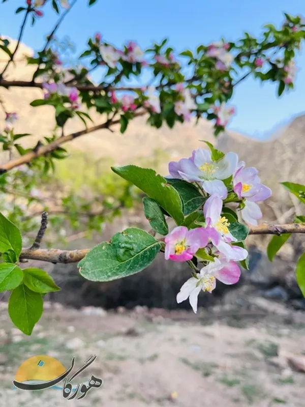 محمدرضا زارع