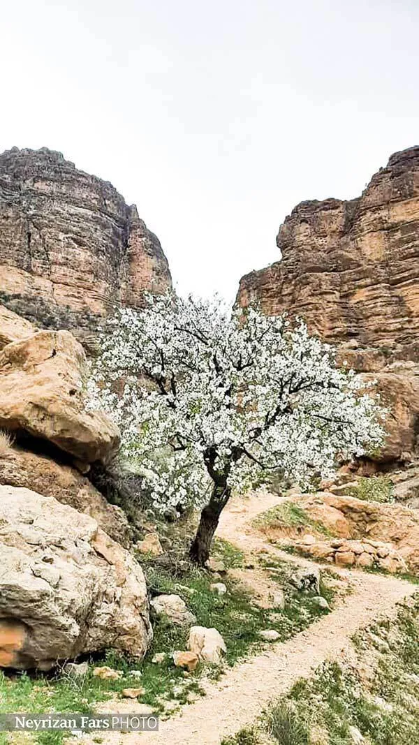 گروه عکس نی&zwnj;ریزان فارس