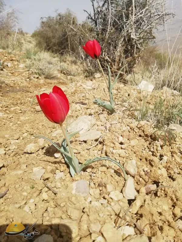 طبیعت بالاتارم  نی ریز / افشین لاله