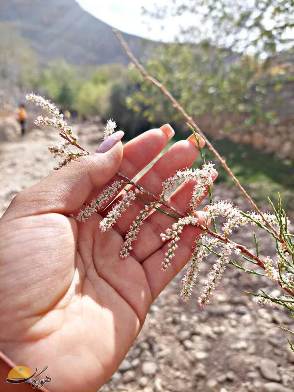 عکس: فتانه قرایی