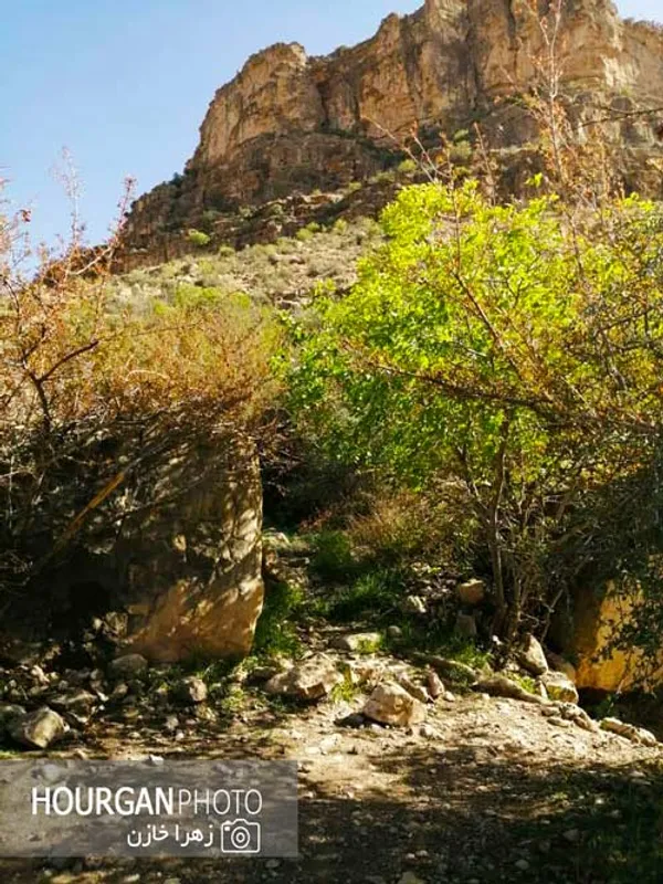 نی ریز زیبا