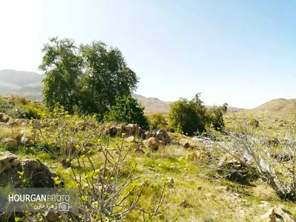 نی ریز زیبا