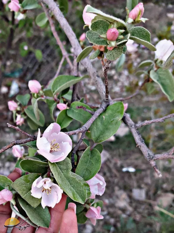 عکس: فتانه قرایی