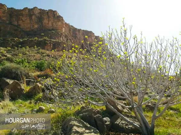 نی ریز زیبا