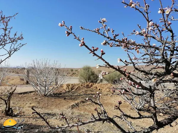 زهرا خازن/ پلنگان